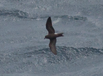 Leach's storm-petrel in flight over a grey sea, seen from above