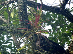 Tillandsia concolor, photograph (c) Alexis López Hernández, some rights reserved (CC BY)