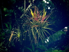 Tillandsia concolor, photograph (c) Alexis López Hernández, some rights reserved (CC BY)