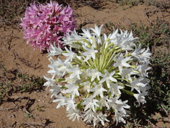 Brunsvigia bosmaniae