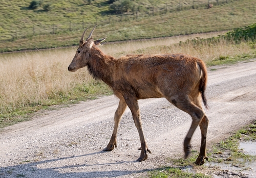 Elaphurus davidianus