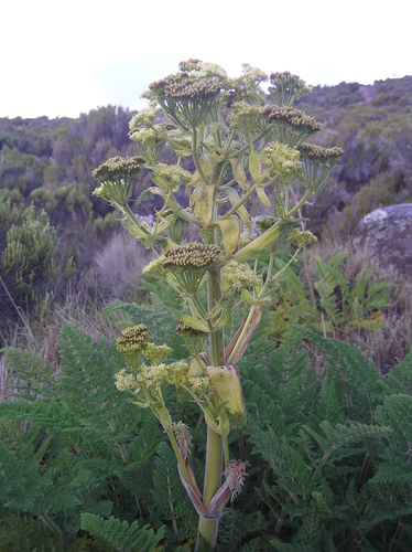 Afrosciadium kerstenii