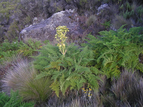 Afrosciadium kerstenii image