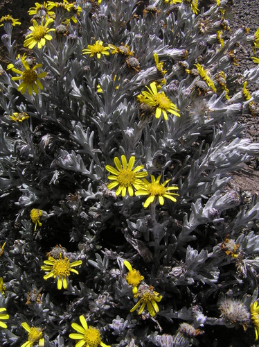 Senecio telekii image