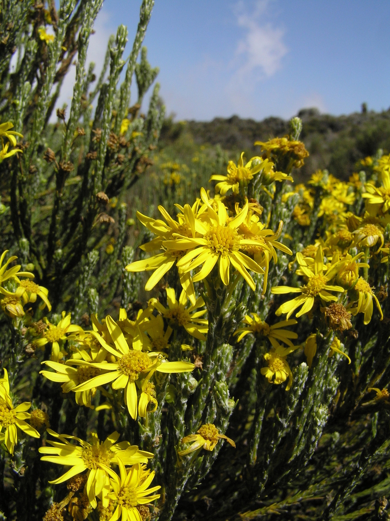 Euryops dacrydioides