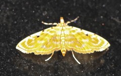 Notarcha aurolinealis
