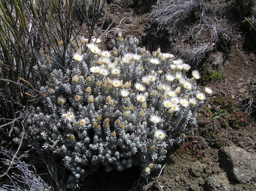 Helichrysum newii image