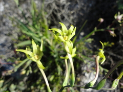 Freesia viridis viridis