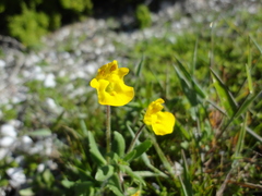 Hemimeris sabulosa
