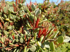 Septulina glauca