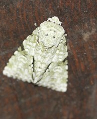 Acronicta psorallina