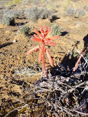 Gonialoe variegata