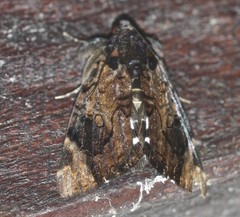 Catephia linteola