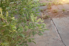 Acacia mearnsii