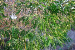 Acacia mearnsii