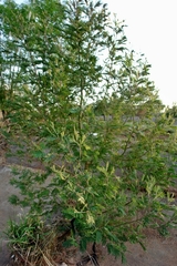 Acacia mearnsii
