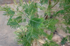 Acacia mearnsii
