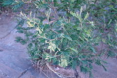 Acacia mearnsii