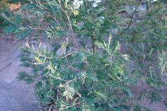 Acacia mearnsii