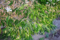 Acacia mearnsii