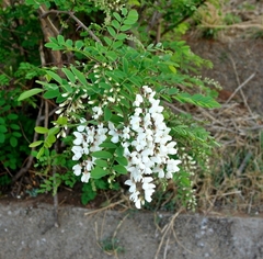 Robinia pseudoacacia