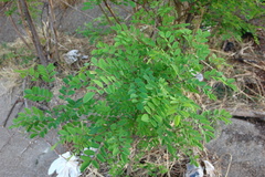Robinia pseudoacacia