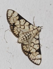 Aphytoceros lucusalis