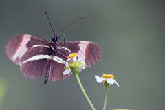 Heliconius erato phyllis