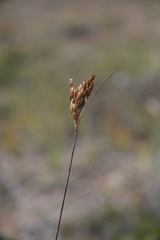 Juncus vaseyi