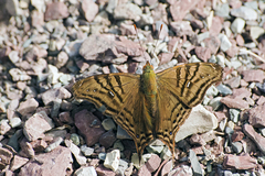 Hypanartia dione