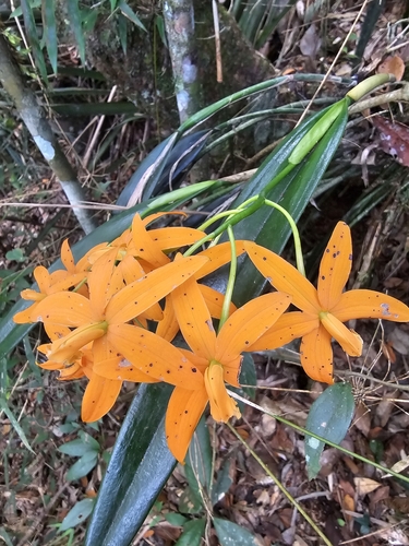 Neokautskyi Cattleya