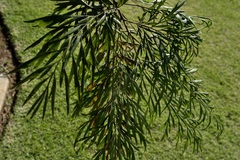 Grevillea robusta