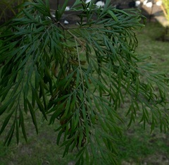 Grevillea robusta