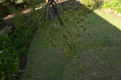 Grevillea robusta