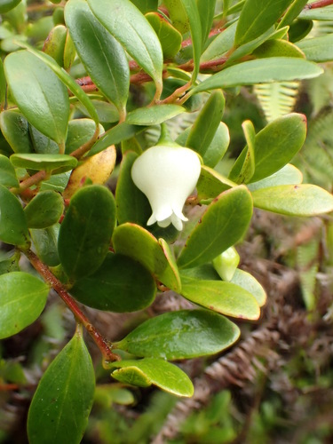 Vaccinium whitmeei observed 2016-06-17