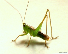 Conocephalus iris