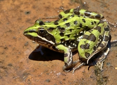 Common River Frog photo 2