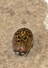 Anoplocheilus figuratus