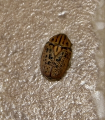 Anoplocheilus figuratus