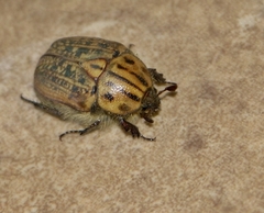 Anoplocheilus figuratus