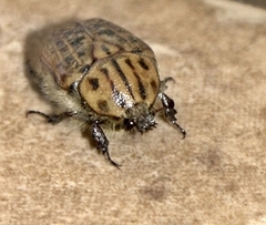 Anoplocheilus figuratus