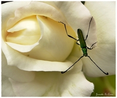 Hypocrites claviger claviger