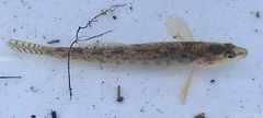 Etheostoma olmstedi
