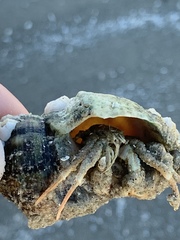 Isocheles wurdemanni