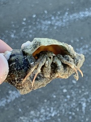 Isocheles wurdemanni