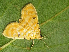 Notarcha quaternalis