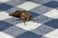 Noctuinae