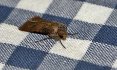 Noctuinae