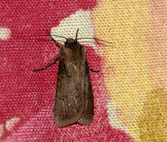 Noctuinae