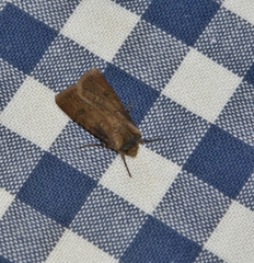 Noctuinae